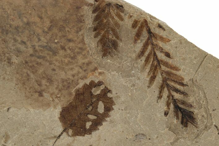 Fossil Plant (Metasequoia, Betula) Plate - McAbee, BC #248904